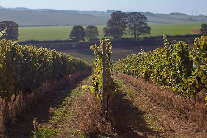 Putting Norfolk wine on the map